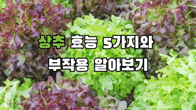 상추 효능 5가지와 부작용 알아보기