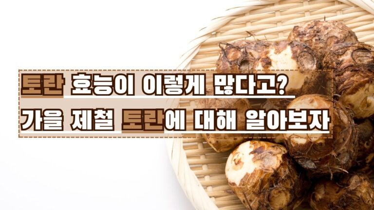 토란 효능이 이렇게 많다고? 가을 제철 토란에 대해 알아보자