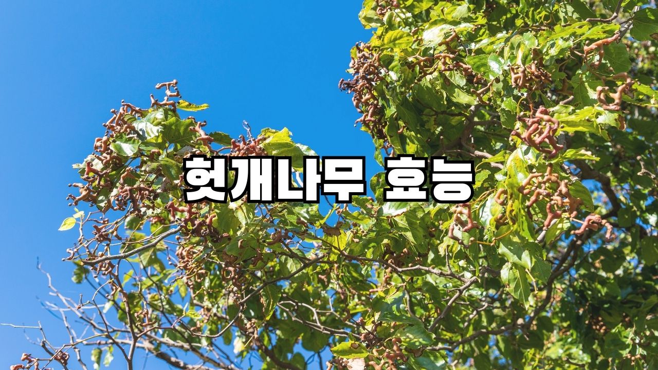 헛개나무 효능