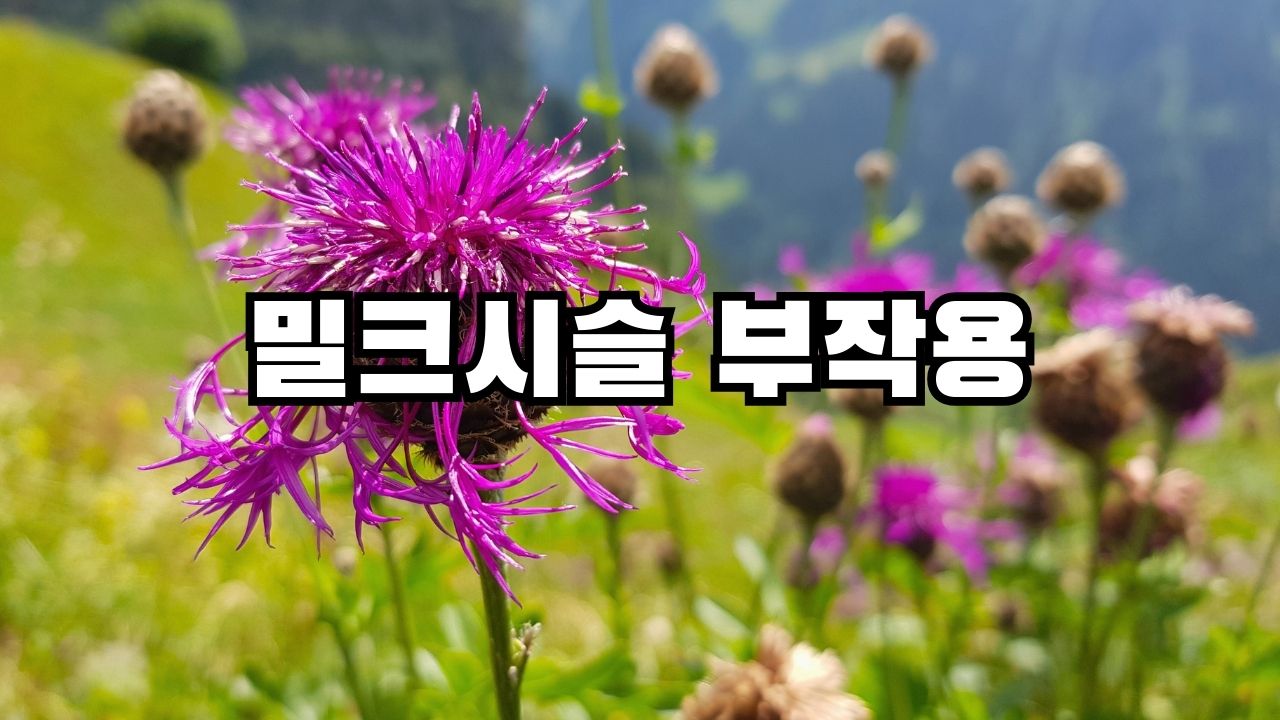 밀크시슬 부작용