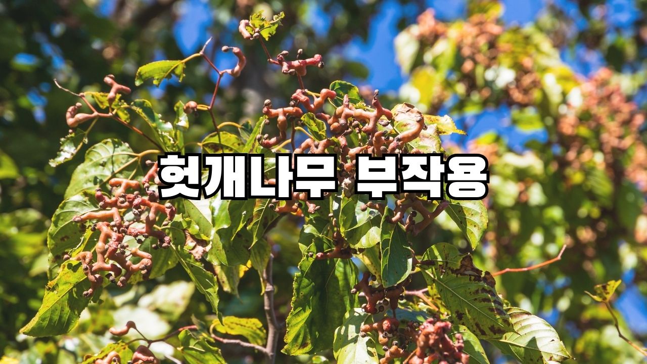 헛개나무 부작용