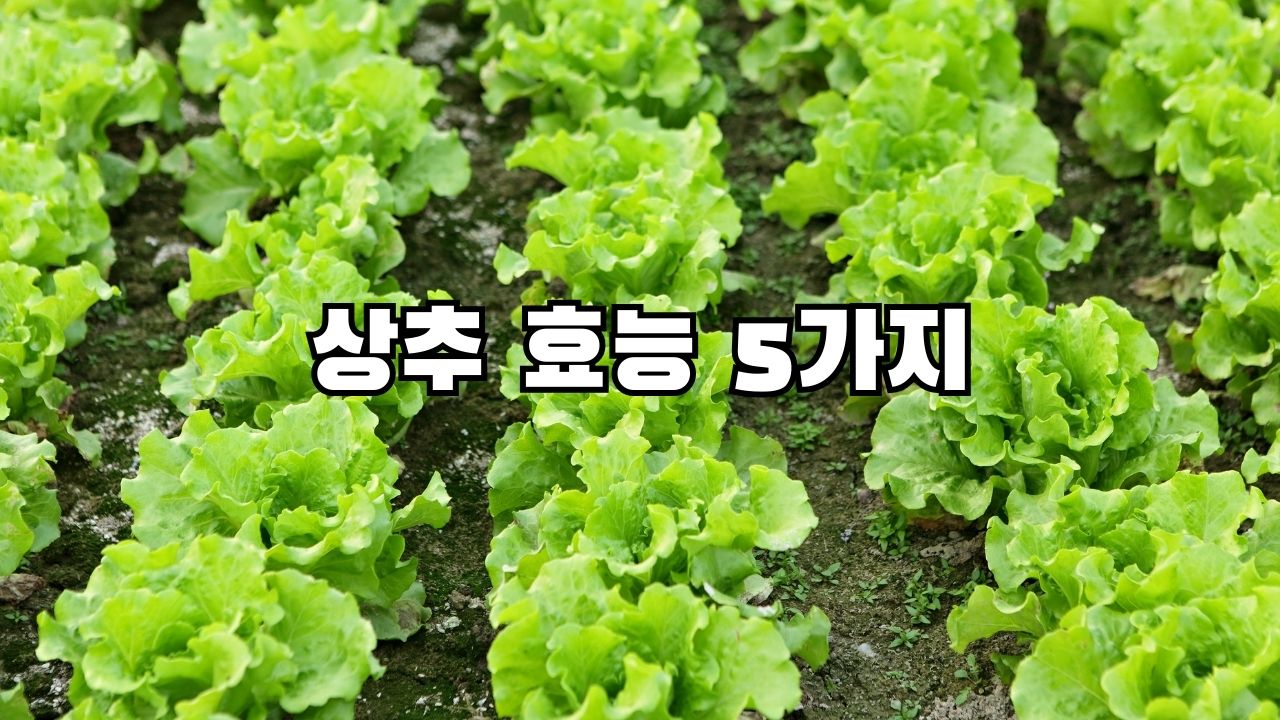 상추 효능 5가지