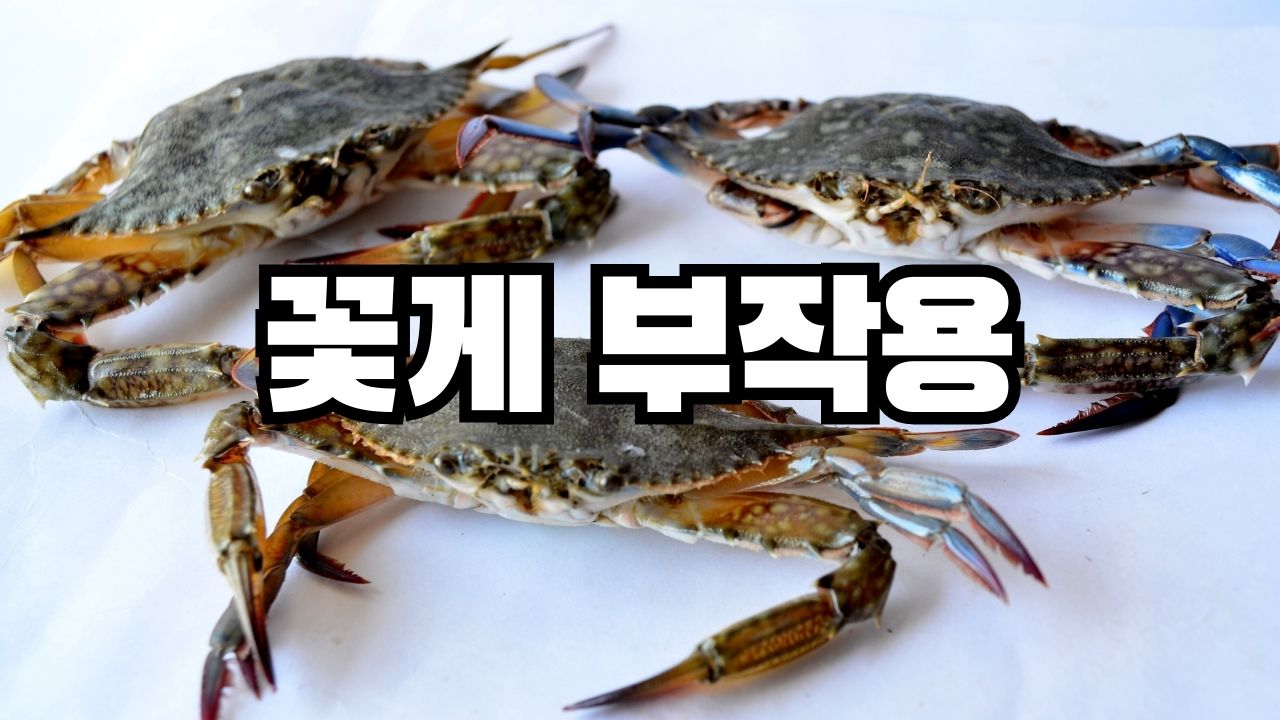 꽃게 부작용