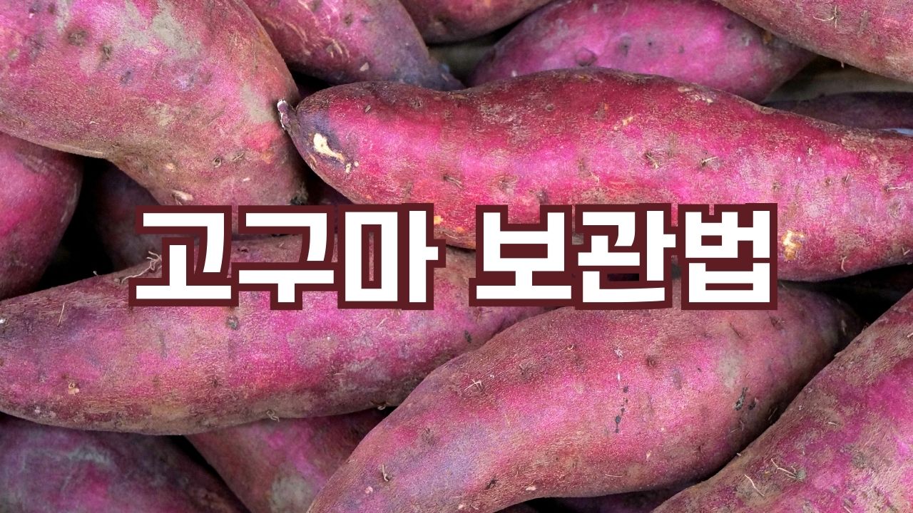 고구마 보관법